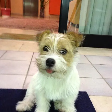 Boston チェゼナーティコ