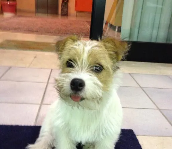 Boston تْشيزيناتيكو