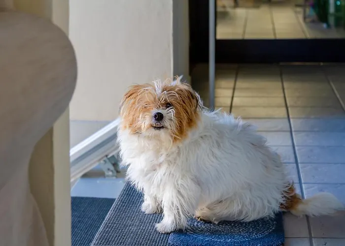 فندق Boston تْشيزيناتيكو